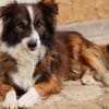 Wusel sucht seine zweite Chance!
