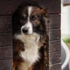 Wusel sucht seine zweite Chance!