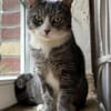MARA - kleine Katze, große Chefin