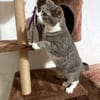 MARA - kleine Katze, große Chefin