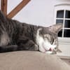 MARA - kleine Katze, große Chefin