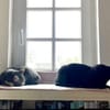 MARA - kleine Katze, große Chefin