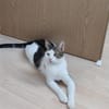 Lieber Paco sucht Zuhause mit Fluffy