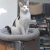 Lieber Paco sucht Zuhause mit Fluffy
