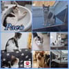 Lieber Paco sucht Zuhause mit Fluffy