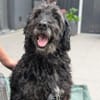 Xaver sucht freie Streichelhand