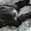 Xaver sucht freie Streichelhand