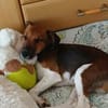 🐾❤ BEN SUCHT EIN ZUHAUSE ❤🐾