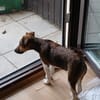 🐾❤ BEN SUCHT EIN ZUHAUSE ❤🐾