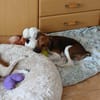🐾❤ BEN SUCHT EIN ZUHAUSE ❤🐾
