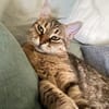Schmusekatze Marcella möchte umziehen