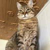 Schmusekatze Marcella möchte umziehen