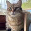 Schmusekatze Marcella möchte umziehen