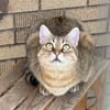 Schmusekatze Marcella möchte umziehen