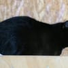 Baghira