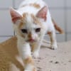 Katzenkind Maja