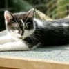 Katzenkind Lola
