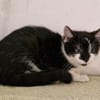 Katzenkind Lola