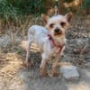 Wunderschönes kleines Yorkie Mädchen