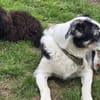Uwee - Zuhause gesucht !