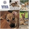 VIVA * fröhliches Dreibeinchen