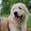 LEON - Gnadenbrothund