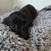 🌸🐾Lena SUCHT EIN  ZUHAUSE 🌸🐾