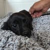 🌸🐾Lena SUCHT EIN  ZUHAUSE 🌸🐾