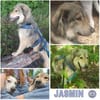 JASMIN -anhänglich & angenehm-