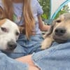 JASMIN -anhänglich & angenehm-