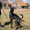 Bodi - topfit und kinderlieb