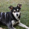 Nova - katzenverträglicher Familienhund