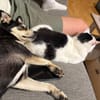 Nova - katzenverträglicher Familienhund