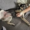 Nova - katzenverträglicher Familienhund