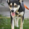 Nova - katzenverträglicher Familienhund