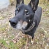 Misha❤suchrt warmes Körbchen