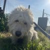 🐾❤ LEYA, geb. 04.05.2016 sucht Familie