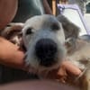 🐾❤ LEYA, geb. 04.05.2016 sucht Familie