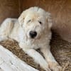 🐾❤ LEYA, geb. 04.05.2016 sucht Familie