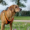 Romeo - wartet in 78315 Radolfzell