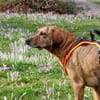 Romeo - wartet in 78315 Radolfzell