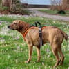 Romeo - wartet in 78315 Radolfzell