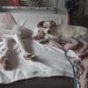 Milky vom Schattenhund zum Reiseprofi