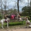 Milky vom Schattenhund zum Reiseprofi