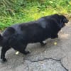 Jacky der Schmuser