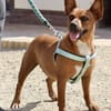 Yuki, neugierig, zutraulich, verträglich