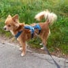 Coco sucht ein Zuhause