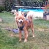 Coco sucht ein Zuhause