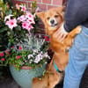 Coco sucht ein Zuhause