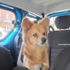 Coco sucht ein Zuhause